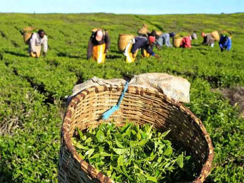 روسیه مقصد نخست چای صادراتی ایران