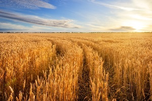 ذخیره‌سازی اطمینان‌بخش گندم و سایر کالاهای اساسی در کشور